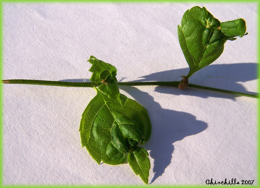 Prociphilus bumeliae 